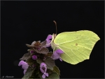 Zitronenfalter-Gonepteryx_rhamni-24_03_2017.jpg