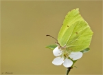 Zitronenfalter-Gonepteryx_rhamni-24_Maerz_2017.jpg
