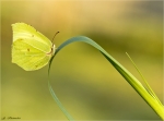 Zitronenfalter-Gonepteryx_rhamni-31_03_2017.jpg