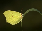 Zitronenfalter-Gonepteryx_rhamni-am_Grashalm.jpg