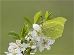 Zitronenfalter-Gonepteryx_rhamni-an_Kirschbluete-Maerz_2017.jpg
