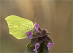 Zitronenfalter-Gonepteryx_rhamni.jpg