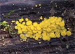 Zitronengelbes_Reisigbecherchen-Bisporella_citrina-September_2014.jpg