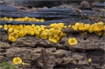 Zitronengelbes_Reisigbecherchen-Bisporella_citrina.jpg