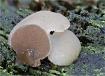 Zitterzahn-Pseudohydnum_gelatinosum.jpg