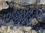 Zitzen_Kohlenbeere-Rosellinia_corticium.jpg