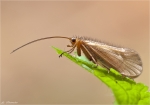 Zottige_Winter-Koecherfliege_2013.jpg