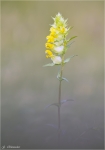 Zottiger_Klappertopf-Rhinanthus_alectorolophus-2014.jpg