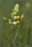 Zottiger_Klappertopf-Rhinanthus_alectorolophus.jpg