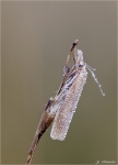 Zuensler-Agriphila_tristella-2014.jpg