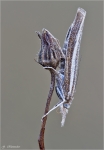 Zuensler-Agriphila_tristella.jpg