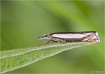 Zuensler-Crambus_pascuellus.jpg
