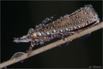 Zuensler-Crambus_tristella.jpg