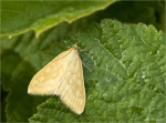 Zuensler-Sitochroa_verticalis.jpg
