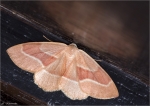 Zweibindiger_Nadelwaldspanner-Forma_fasciaria-2014.jpg