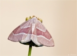 Zweibindiger_Nadelwaldspanner-Forma_fasciaria.jpg