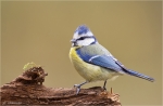 blaumeise013.jpg